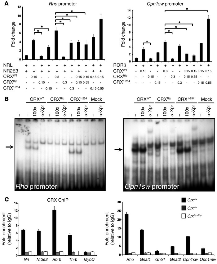 The CRXRip mutant protein is functionally null in vitro.
 
(A) Lack of t...