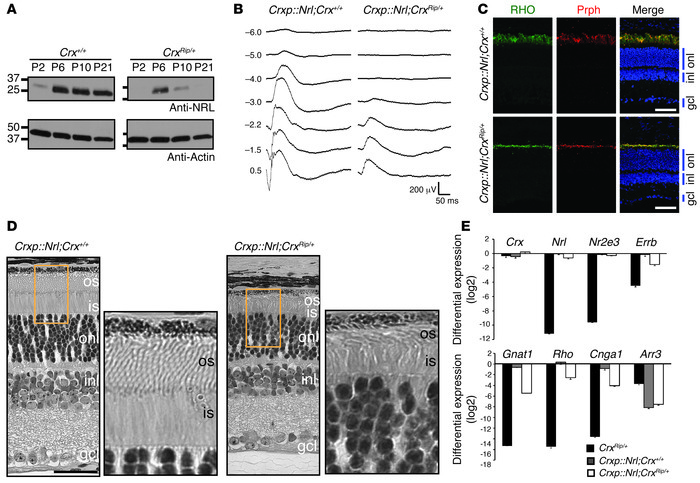 Expression of NRL partially rescues the Rip mutant phenotype.
(A) Immuno...