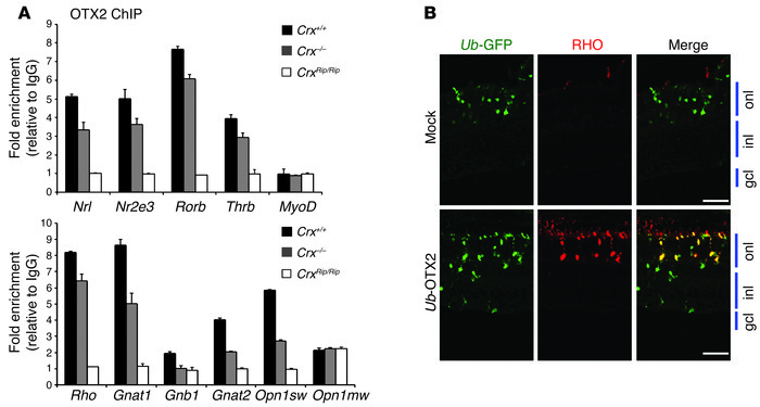 OTX2 binds to promoters of rod genes, including Nrl, in WT and Crx–/– re...