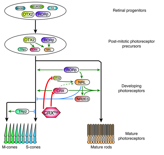 The molecular mechanism of congenital blindness caused by dominant CRX f...