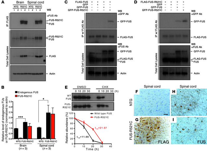 FUS-R521C interacts with the WT FUS and perturbs its distribution.
(A an...