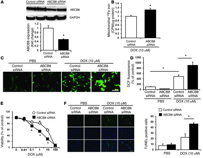 ABCB8 downregulation exacerbates the cardiotoxic effects of DOX in vitro...