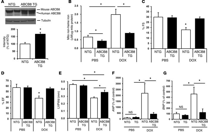 TG mice that overexpress ABCB8 in the heart are resistant to DOX cardiot...