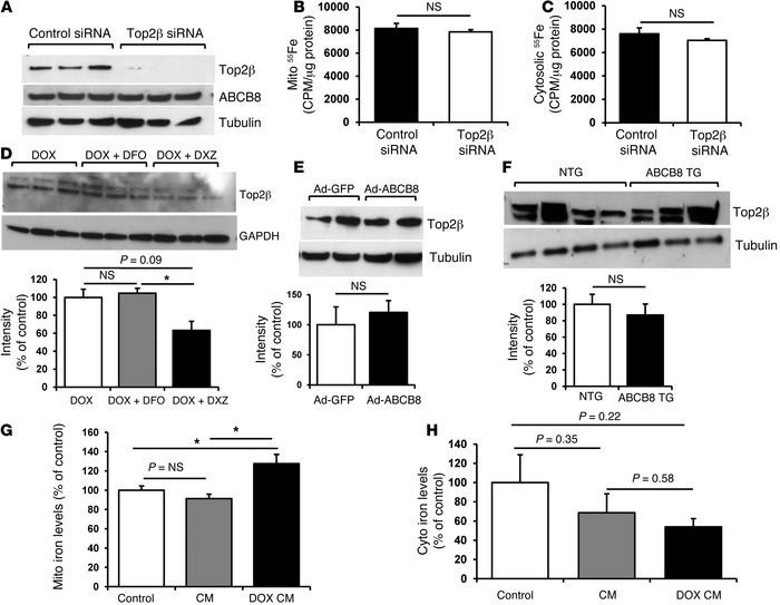 Cytotoxicity of DOX through mitochondrial iron is independent of the Top...