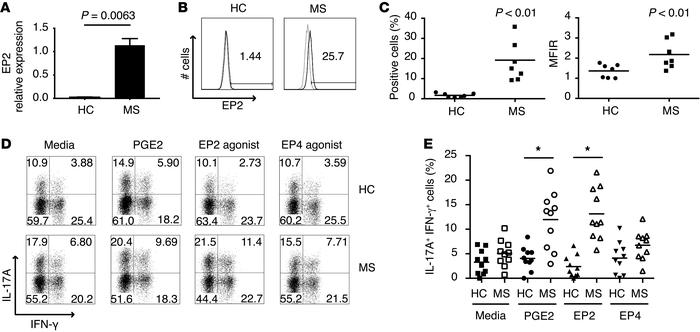 EP2 expression is increased in Th17 cells from MS patients.
(A) EP2 expr...