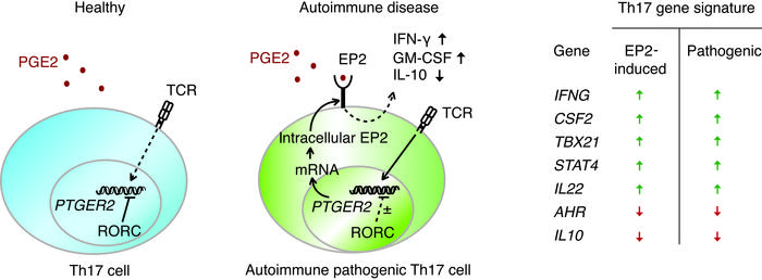 Model for PGE2 effects on Th17 cells in healthy individuals and autoimmu...
