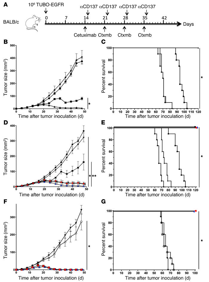 Enhancement of antitumor activity of cetuximab by anti-CD137 mAb is depe...