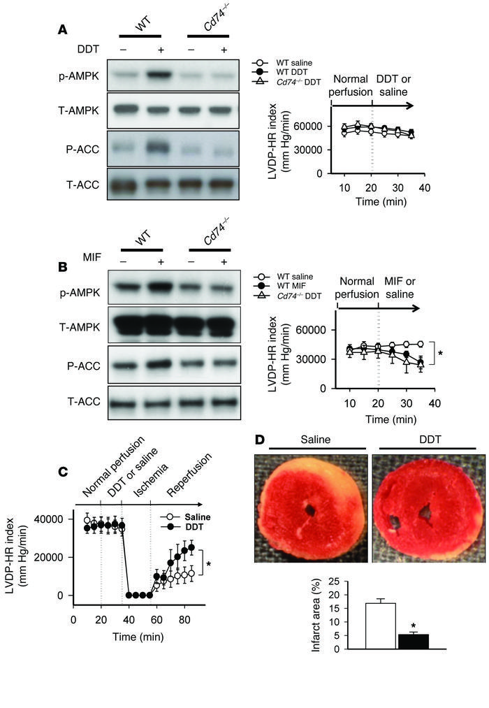 rDDT treatment activates AMPK through CD74 and limits cardiac injury dur...