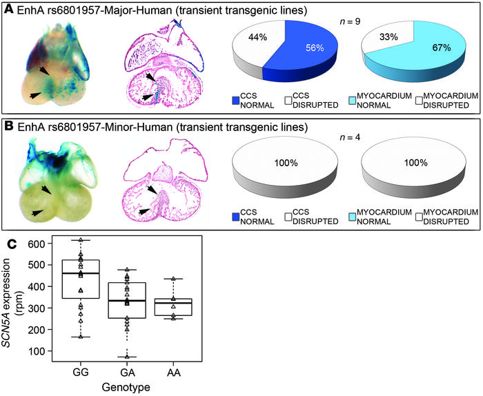 SNP rs6801957 modulates EnhA activity.
Transient transgenic embryos at E...