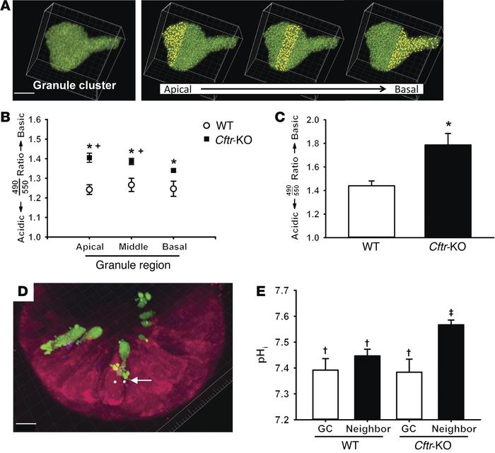 Alkaline mucin granules in goblet cells of Cftr-KO enteroids.
(A) Left p...
