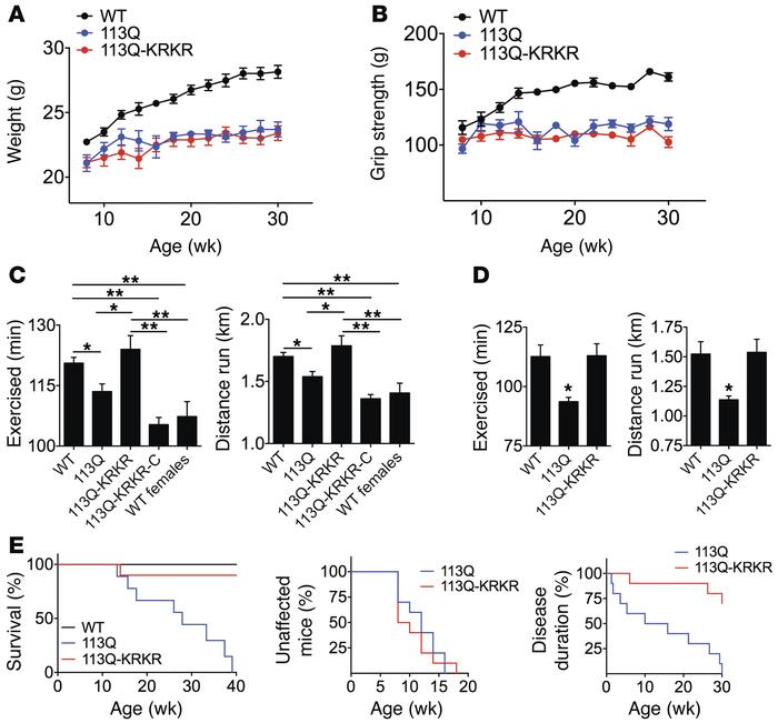 Phenotypic characterization of AR113Q-KRKR knockin mice.
(A) WT, AR113Q,...