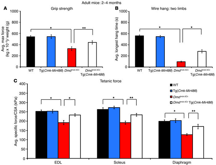 miR-486–overexpressing dystrophic muscles have improved strength and tet...