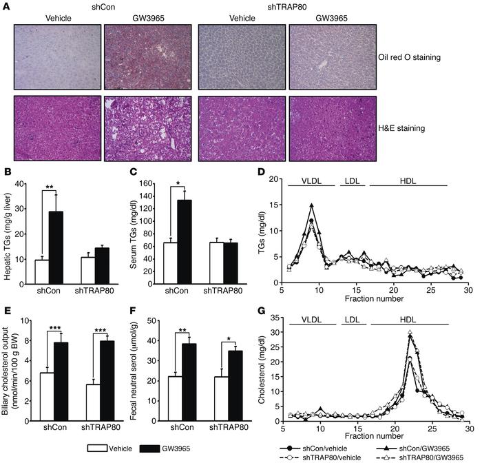 Knockdown of hepatic TRAP80 ameliorates GW3965-induced fatty liver and a...