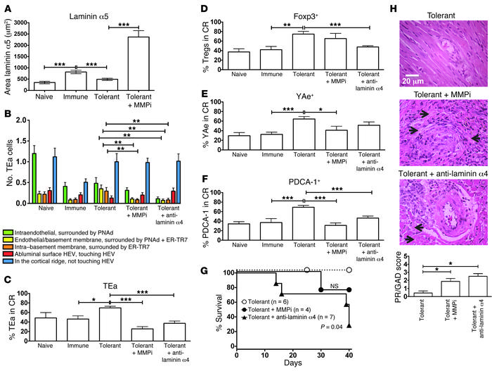 Targeting the LN stromal fiber laminin α4 interferes with tolerance indu...