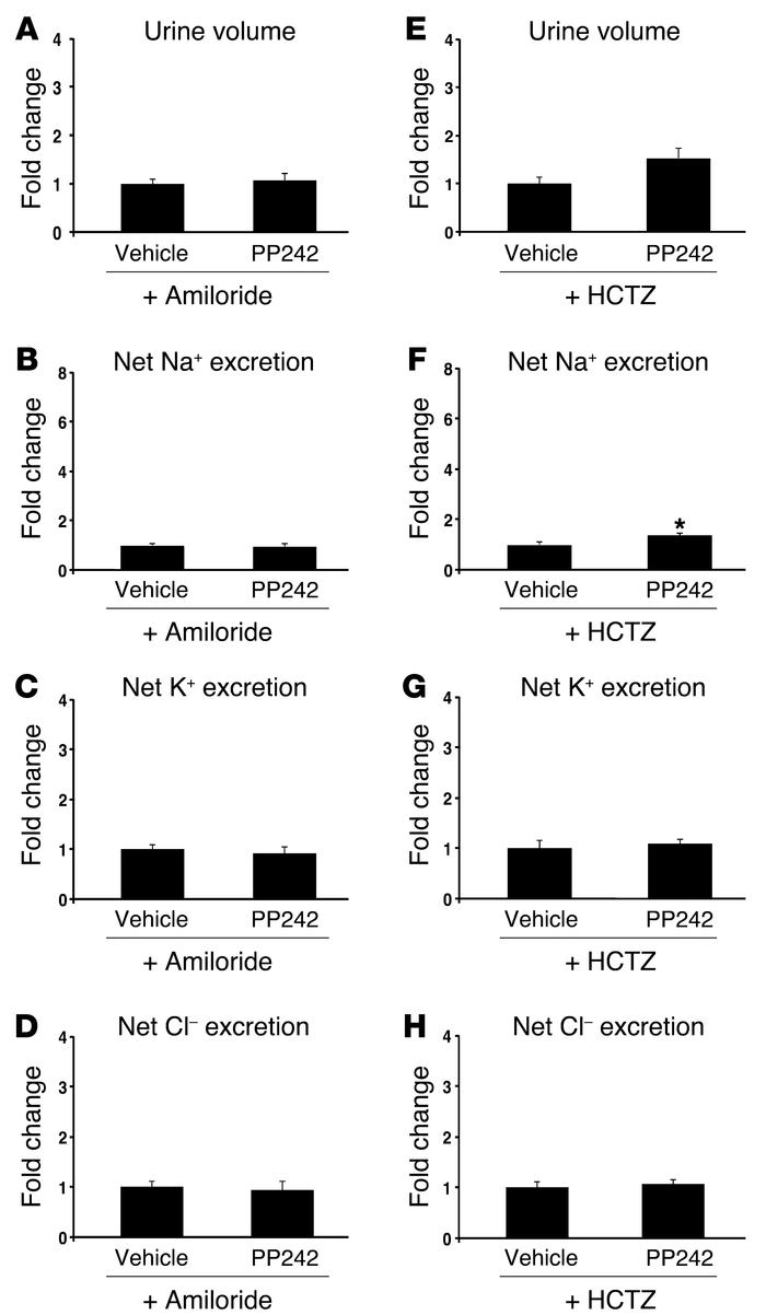In Sgk1–/– mice, mTOR regulates both ENaC and NCC.
Sgk1–/– mice were (A–...