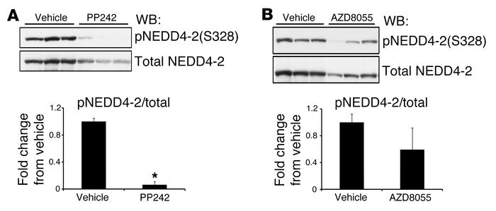 NEDD4-2 phosphorylation and protein abundance are regulated by mTOR.
WT ...