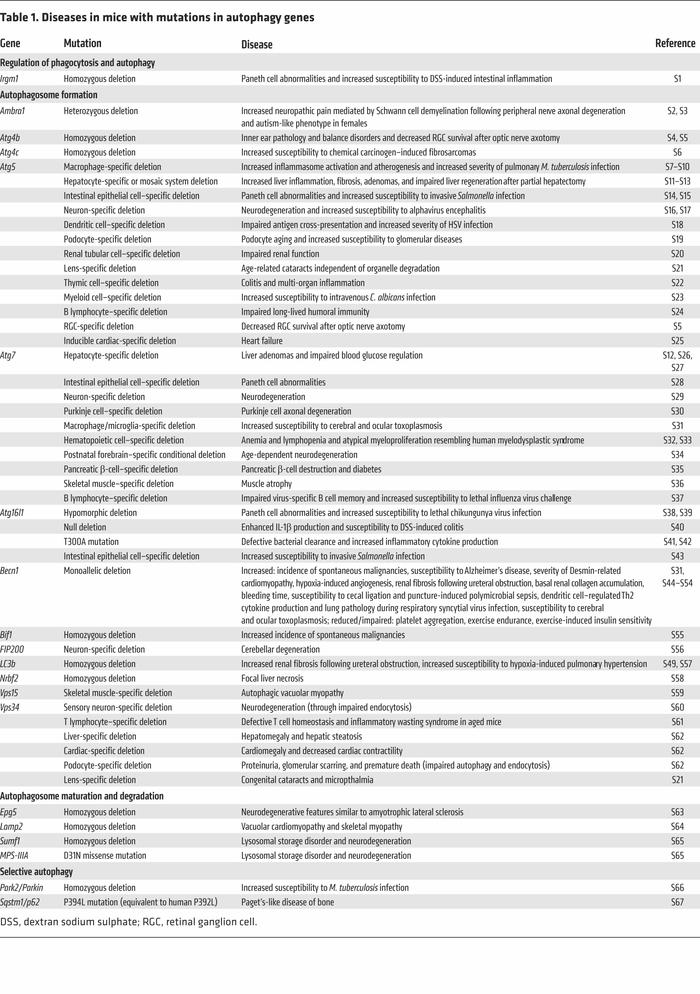 Diseases in mice with mutations in autophagy genes