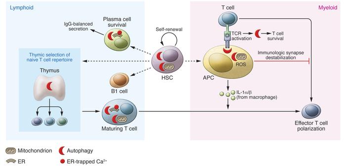 Autophagy affects lymphocyte development and function.
Autophagy affects...