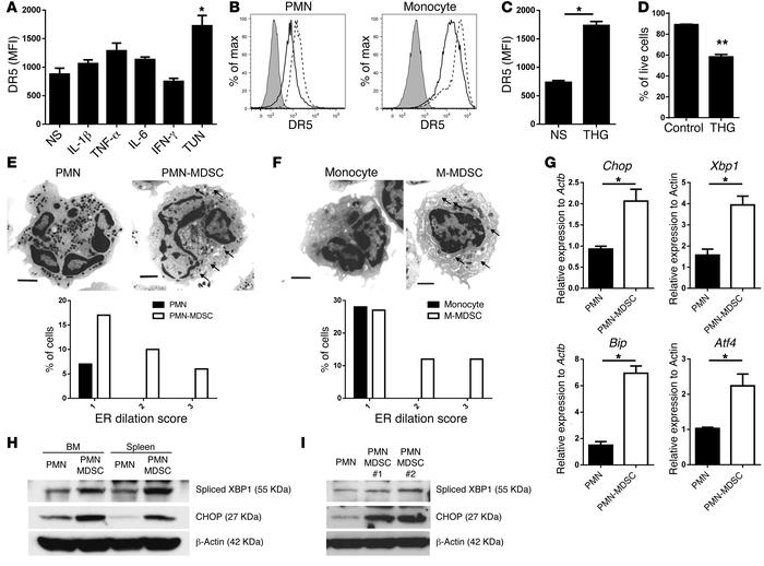 ER stress response drives TRAIL-R upregulation in MDSCs.
(A and B) Hemat...