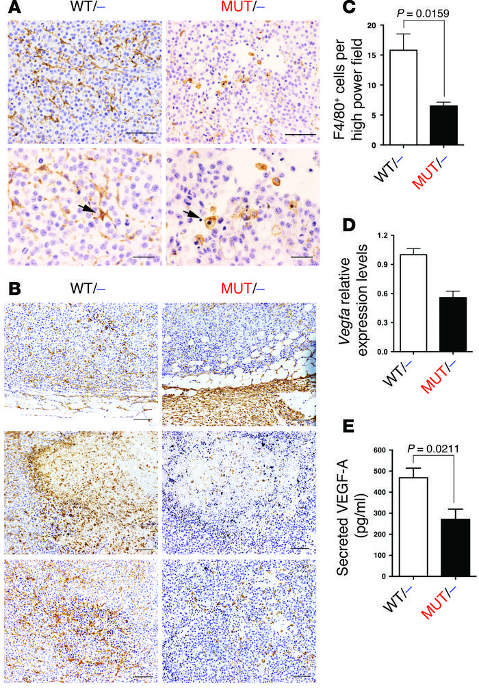 Interaction of RAS with PI3K and the immune system.
B16F10 subcutaneous ...