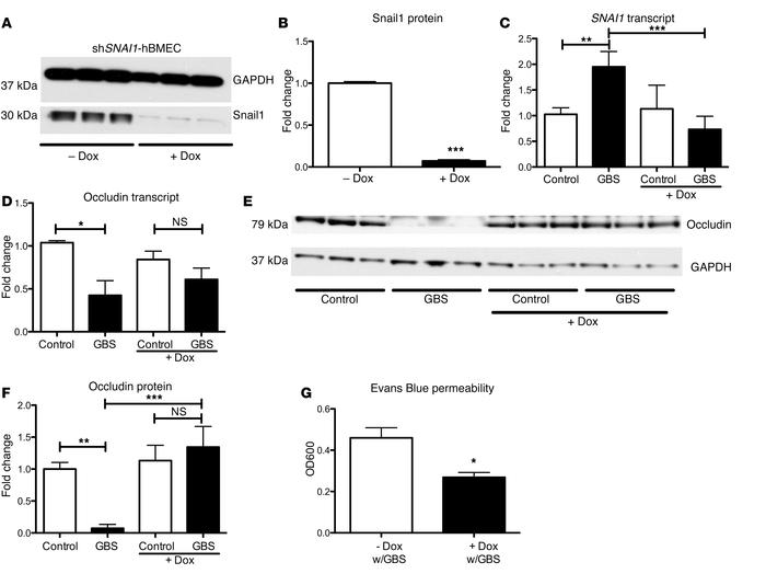 Snail1 is necessary to disrupt brain endothelial tight junctions.
shRNA ...