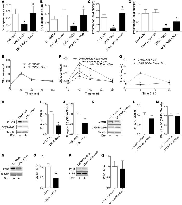 Transient activation of mTORC1 in β cells during development rescues neo...