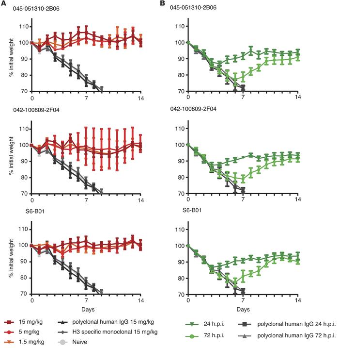 Passive transfer of the H7N9-neutralizing antibodies in mice.
(A) 6- to ...