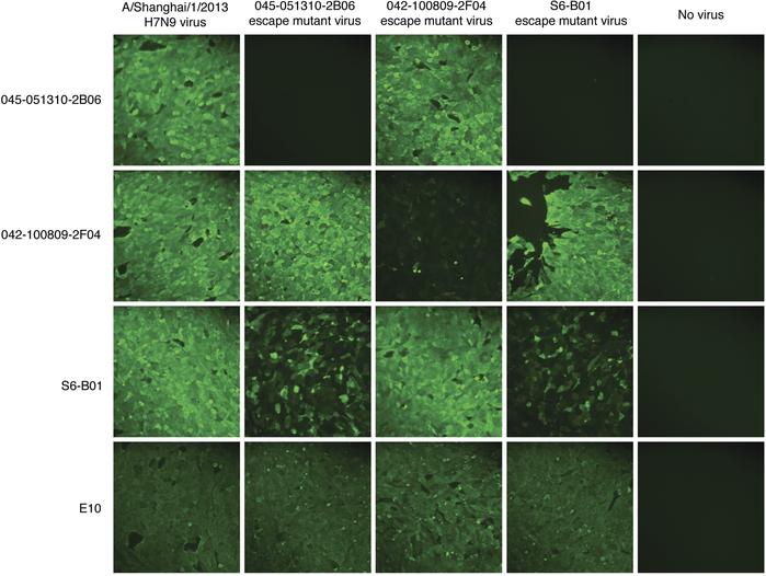 Binding analysis of escape mutants by immunofluorescence.
MDCK cells wer...