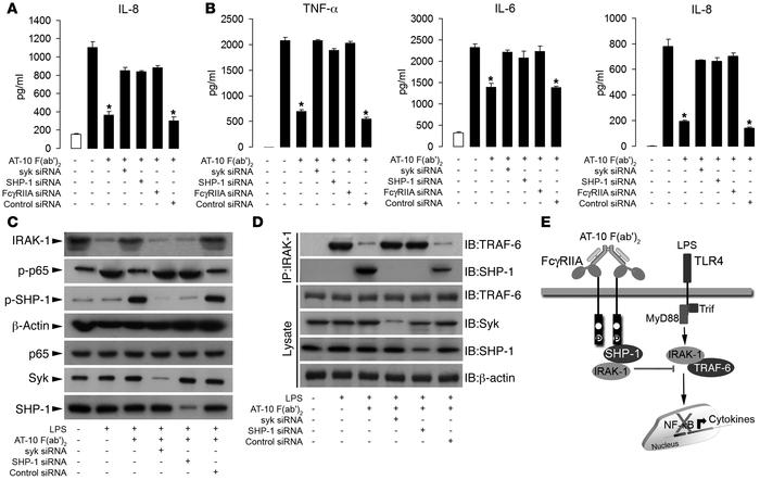 hFcγRIIA-ITAMi signaling modulates inflammatory responses through inhibi...