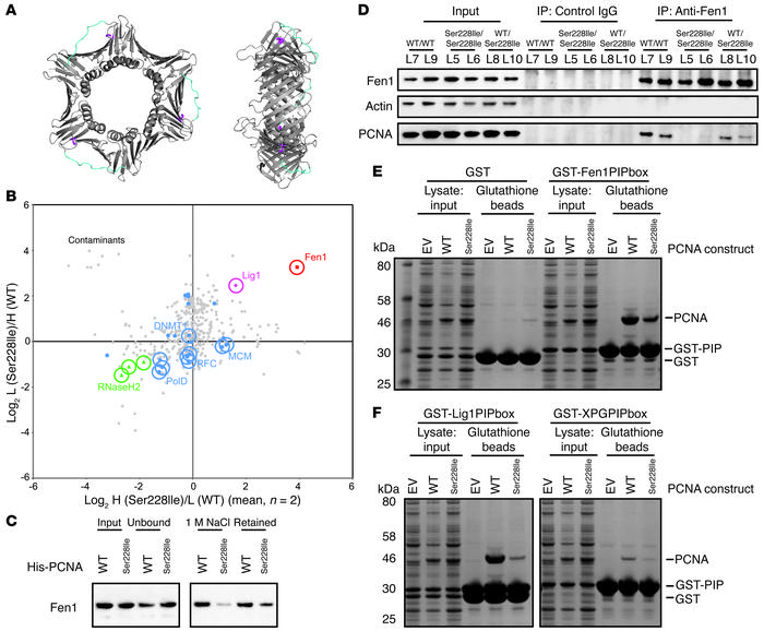 Perturbed PCNA interactions resulting from the p.Ser228Ile mutation.
(A)...