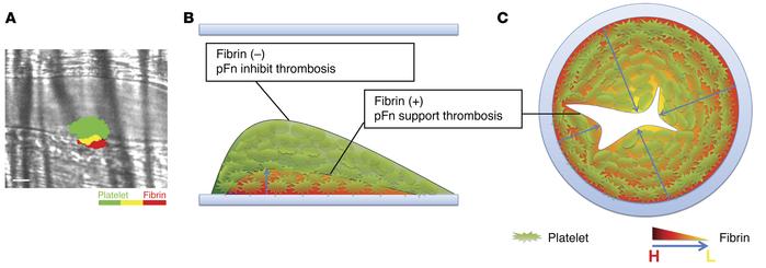 pFn is a self-limiting factor for hemostasis and thrombosis.
(A) Platele...