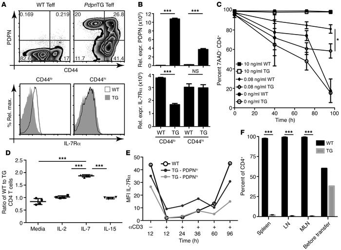 Overexpression of PDPN limits IL-7–dependent T cell survival.
(A) Spleno...