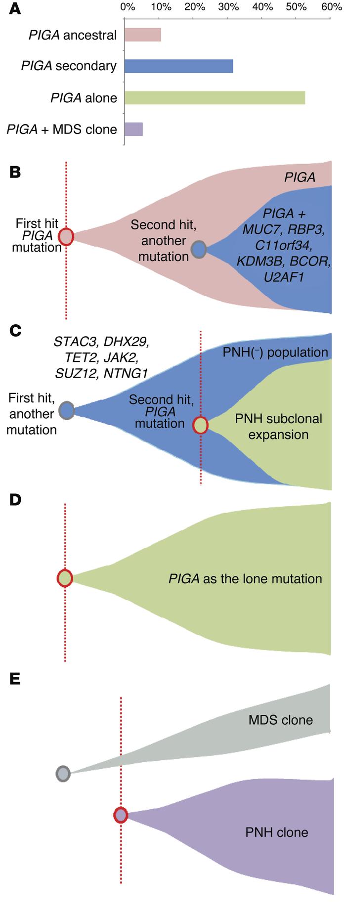 Mutational summary and clonal architecture scenarios.
(A) Cohort frequen...