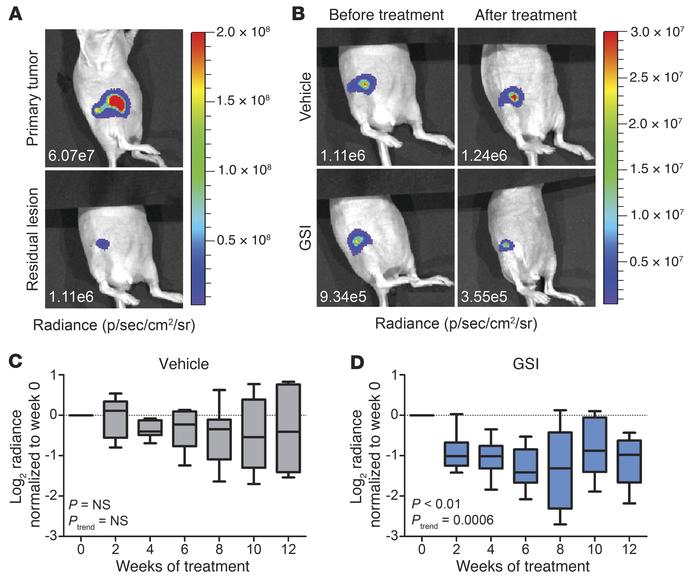 Inhibition of Notch signaling in mice reduces the burden of dormant MRD....