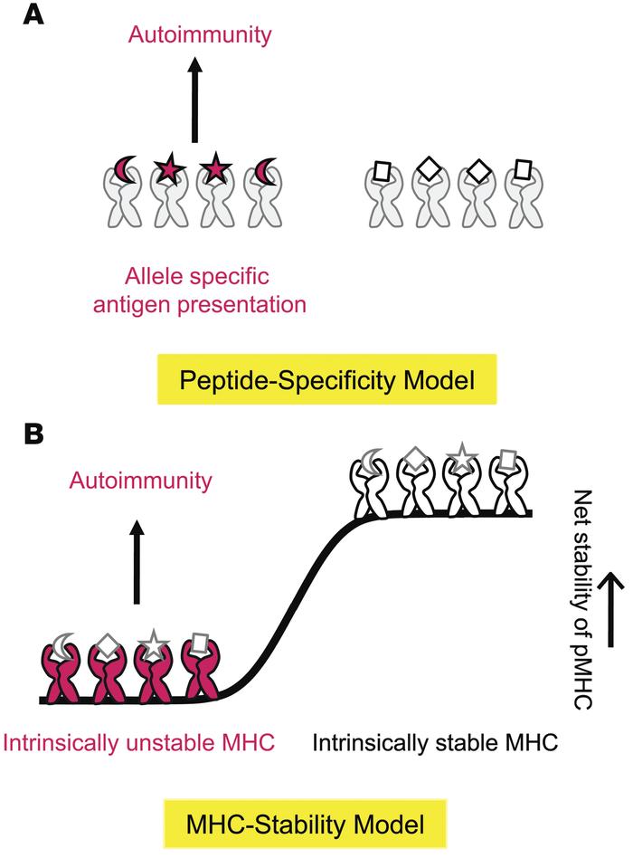 Hypothetical mechanisms of the HLA-autoimmunity association.
(A) Peptide...