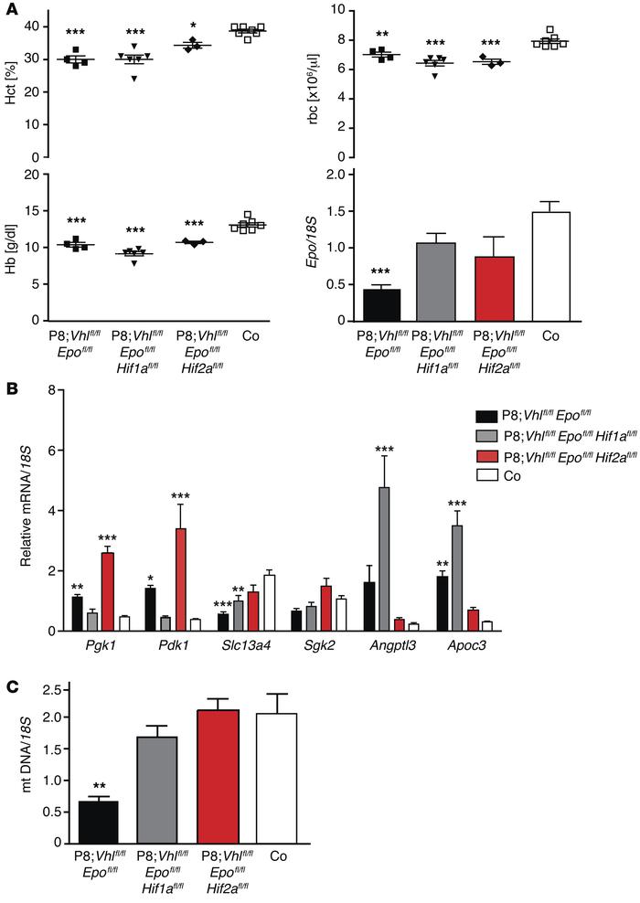 Epithelial HIF-1 and HIF-2 coregulate renal Epo production and metabolis...