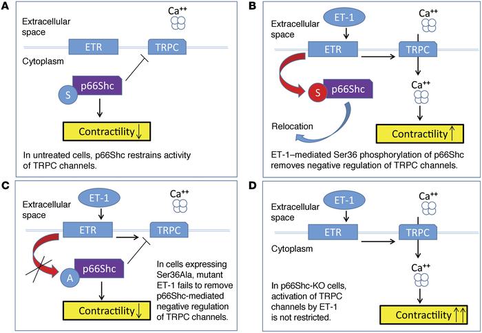 ET-1 signals in SMCs through p66Shc.
Schematic of proposed regulation of...