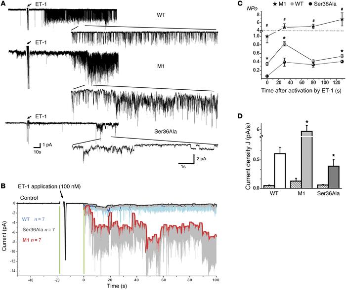 p66Shc actions mediate effect of ET-1 on TRPC channel activity.
(A) Repr...