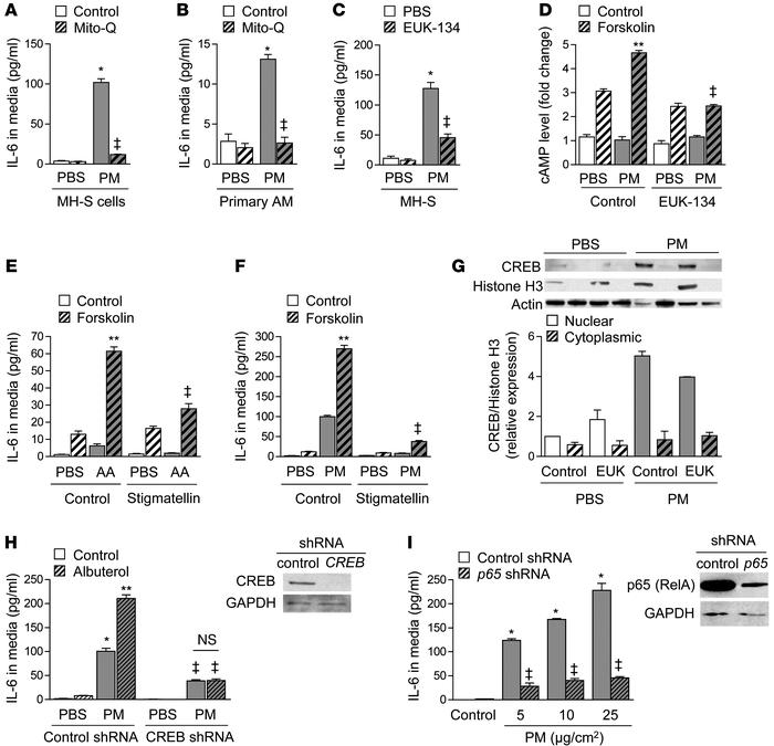 PM-induced ROS generation and priming of adenylyl cyclase are required f...