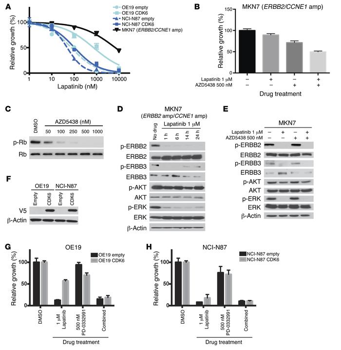 In vitro evidence for the role of the overexpression or amplification of...