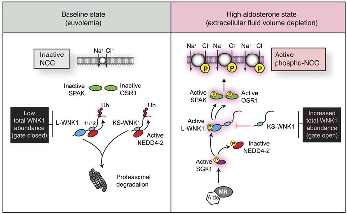 Model of aldosterone-mediated activation of SPAK/OSR1 and NCC via WNK1.
...