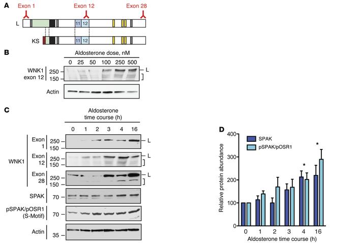 WNK1 is an aldosterone-induced protein.
(A) Location of epitopes for the...
