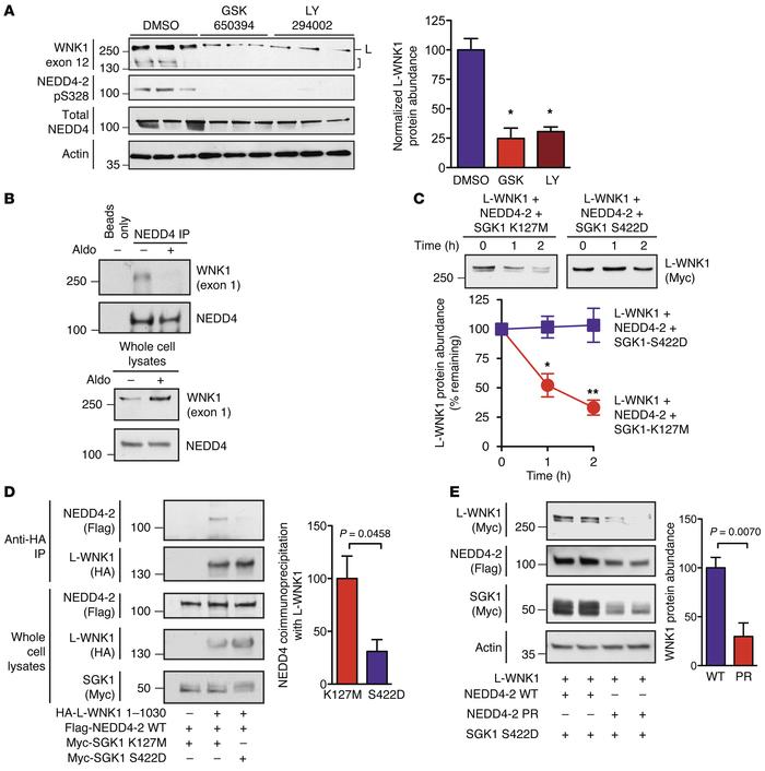 SGK1 attenuates NEDD4-2–mediated WNK1 degradation.
(A) Left: mpkCCDc14 c...