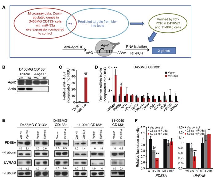 PDE8A and UVRAG are direct targets of miR-33a in glioma cells.
(A) An il...