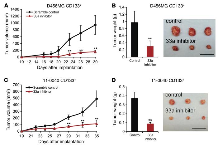 Treatment with a miR-33a LNA inhibitor suppressed tumor growth in vivo.
...