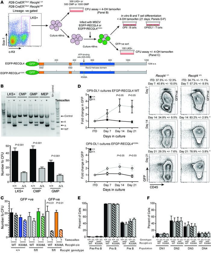 The RecQ DNA helicase function of RECQL4 is not required for hematopoies...