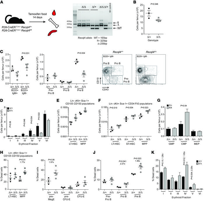 Loss of RECQL4 compromises survival of the progenitor compartment.
(A) S...
