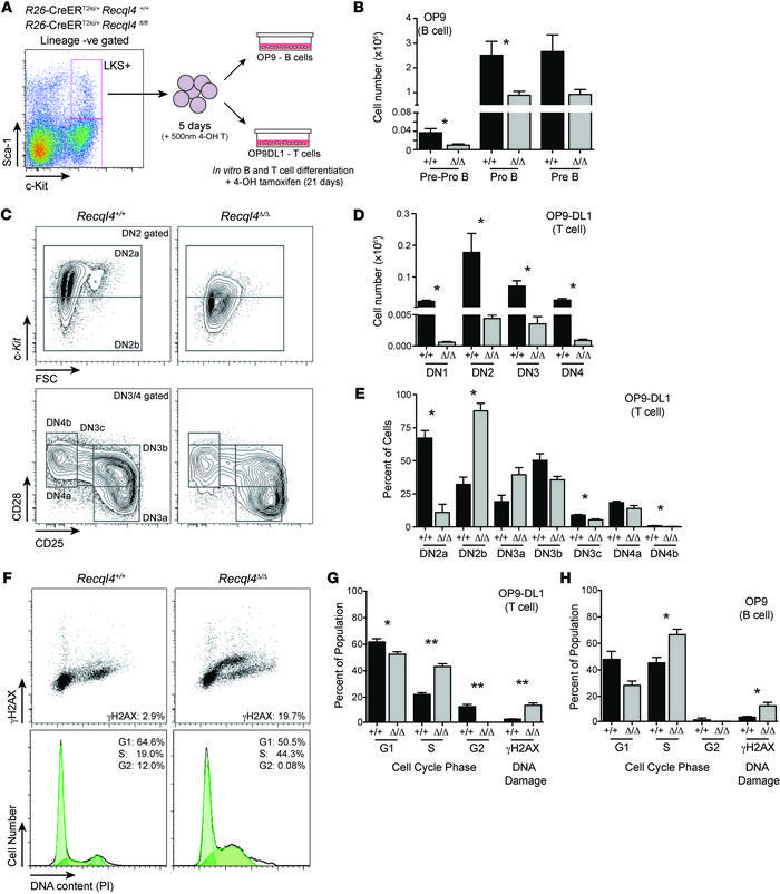 RECQL4 is intrinsically required for B and T cell development.
(A) Outli...