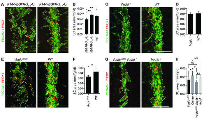 The lymphangiogenic growth factor VEGF-C is critical for SC development....