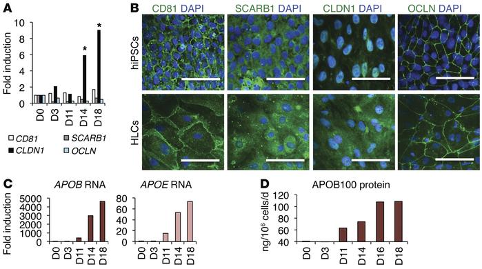 Cellular factors associated with HCV infection.
(A and B) Expression of ...